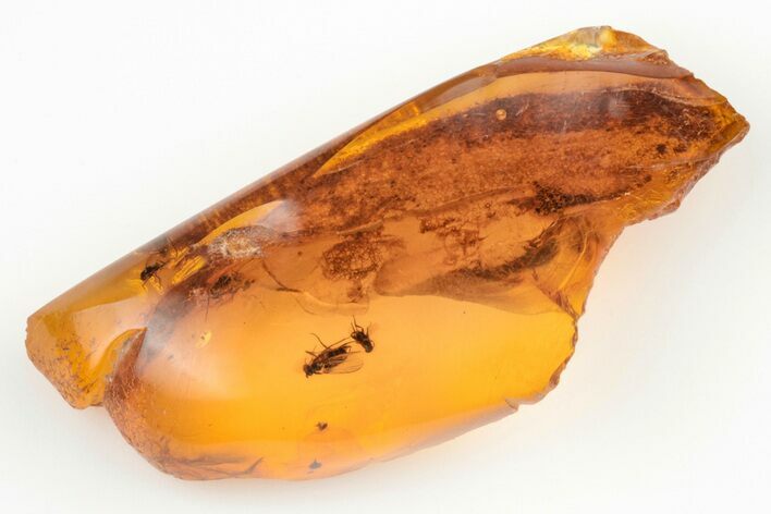 Four Fossil Flies (Diptera) In Baltic Amber #200161
